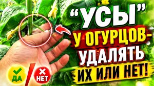 «УСЫ» У ОГУРЦОВ-УДАЛЯТЬ ИХ ИЛИ НЕТ?