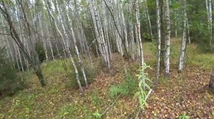 Охота на глухаря с подхода осенью! Самокрут не подвёл
