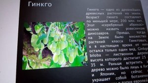 растение которое исчезло с динозаврами.