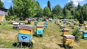 Пасека на Алтае. Облет пчёл. Роение нет. В ожидании главного взятка.