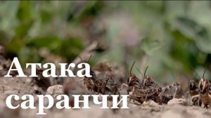 В ЛНР зафиксировали массовое нашествие саранчи