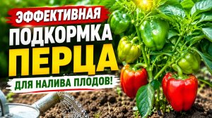 ЭФФЕКТИВНАЯ ПОДКОРМКА ПЕРЦА ДРЕВЕСНОЙ ЗОЛОЙ ДЛЯ НАЛИВА ПЛОДОВ.