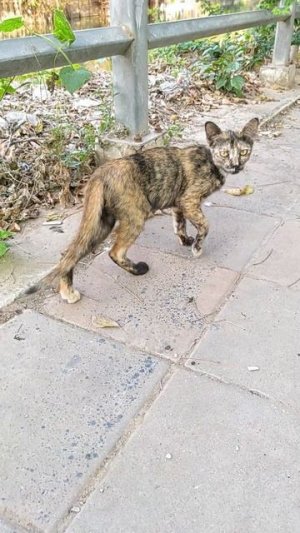 Кошка хамелеон