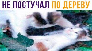 Показал на себе и не постучал по дереву) Приколы с котами
