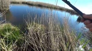 УШАТАЛИ ПОПЛАВОК РЫБАЛКА у дороги в болоте Ловля карася на мормышку