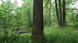 гуляю по лесу часть 6
