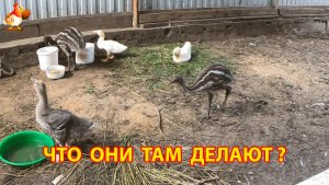 Скрытая камера раскрыла, чем на самом деле заняты гусёнок, утята и страусята эму (1)
