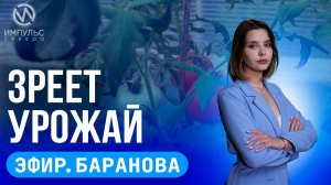 Эфир. Зреет урожай. Лето в городе. Как пережить жару.
