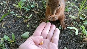 Кормим белочку 🐿