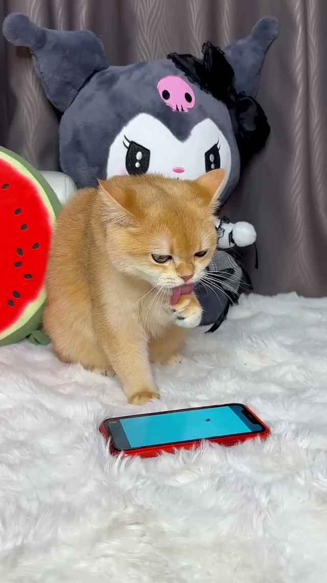 Кошка Мося сделала мне лучший маникюр! #кошка #кошки