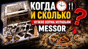 КОГДА КОРМИТЬ МУРАВЬЁВ MESSOR STRUCTOR?
