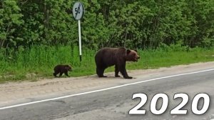 Оха Сахалин, 12.07.2020 Медведица с медвежонком. bears