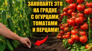 Закопайте это на грядке с Огурцами, Томатами и Перцами, результат удивит вас!
