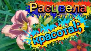Расцвела красота! Опять гости.