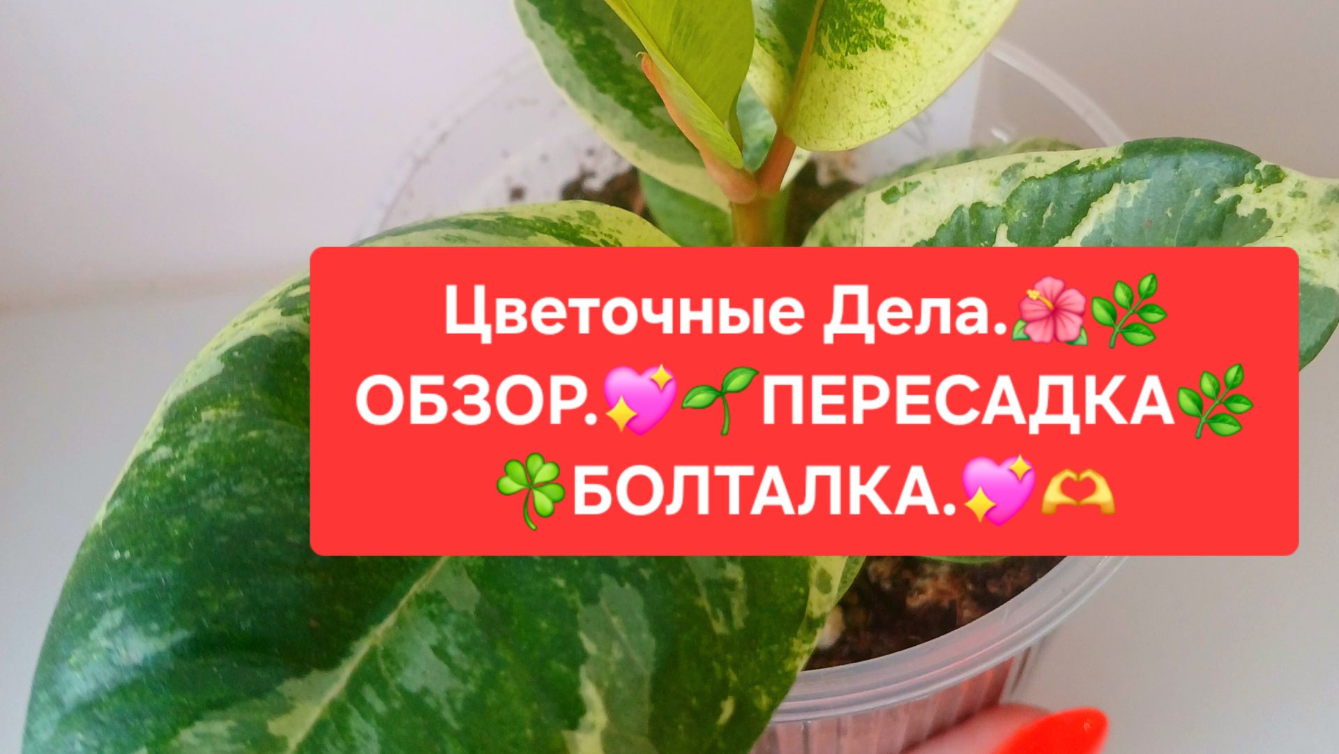 ЦВЕТОЧНЫЕ ДЕЛА.🌸🍀 ОБЗОР. 💖🌷ПЕРЕСАДКА. 🍀БОЛТАЛКА.🌺🌳 смотреть онлайн