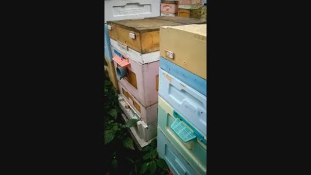 прилетел рой и сам заселился в пустой улей на пасеке, часть 3 , обработка от клеща , 23.06.2026