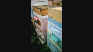прилетел рой и сам заселился в пустой улей на пасеке, часть 3 , обработка от клеща , 23.06.2026