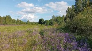 Настроение – лето