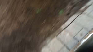 встретил огромную жабу