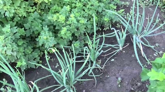 Появились стрелки на семенном луке, 23 июня. смотреть онлайн