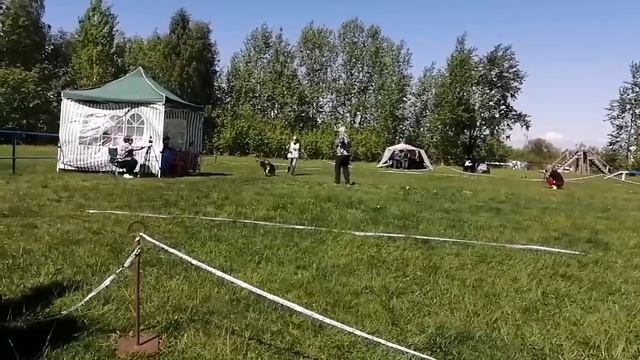 ПОДРОСТКИ СУКИ / КЧК САНКТ-ПЕТЕРБУРГ 23 мая`26 И.Давыдова Моно немецких овчарок