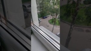 Милая кошка?
