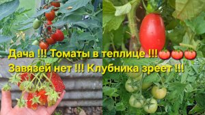 Дача!!! Собираем помидоры на салат!!! Клубника зреет!!! Томаты на основной урожай,не завязываются 🤷