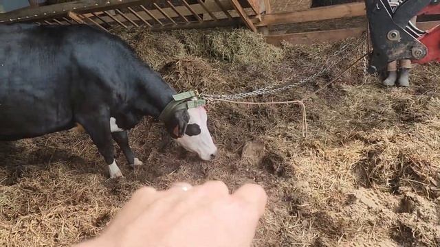 #415 The Cow Delivery Went Completely Wrong Never a dull moment on the FARM 22.05.2026 смотреть онлайн