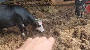 #415 The Cow Delivery Went Completely Wrong Never a dull moment on the FARM 22.05.2026