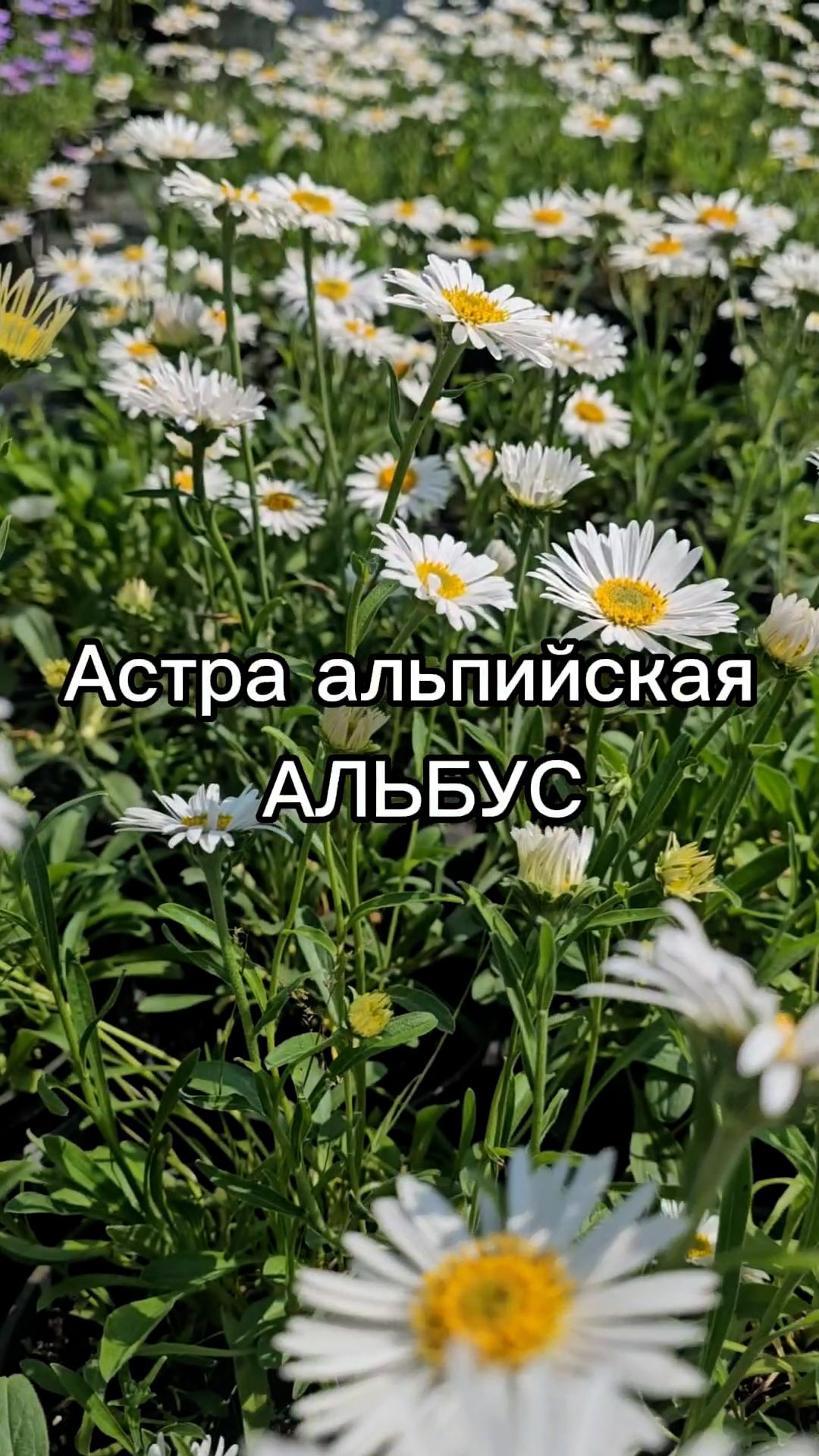 Какой многолетник посадить на солнечном участке?