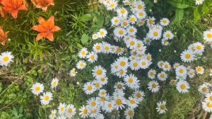 Все растет,все цветет🌱🌼🌼🌼