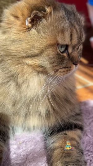 Ну и кто после этого главный в доме?😹 #котики #юмор #животные