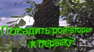 Как правильно посадить вторак к перваку или подсилить слабую семью? Отвечает профессор Кашковский 🐝