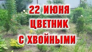 22 июня. Цветник с хвойными и барбарисами привела в порядок