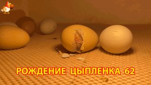 Вылупление цыпленка из яйца в инкубаторе версия 62