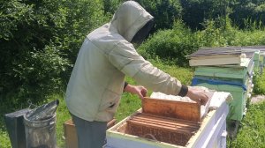 Как получить Товарный Мед 🍯🍯🍯 Вологодское Разнотравье