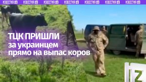 Милитари-пастбище: ТЦК пришли за украинцем прямо на выпас буренок