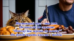 Кошки. Музыкальные открытки.