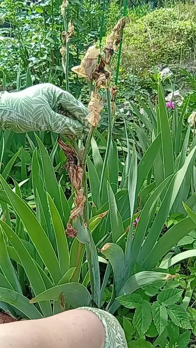 КАК ПРАВИЛЬНО ОБРЕЗАТЬ ИРИСЫ после цветения #ирисы #садоводство #shorts #garden #gardenflowers