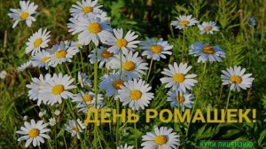 С ДОБРЫМ УТРОМ! А СЕГОДНЯ ДЕНЬ РОМАШЕК!