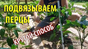 Как подвязать Перцы Быстро. Самая Классная Опора для открытого грунта