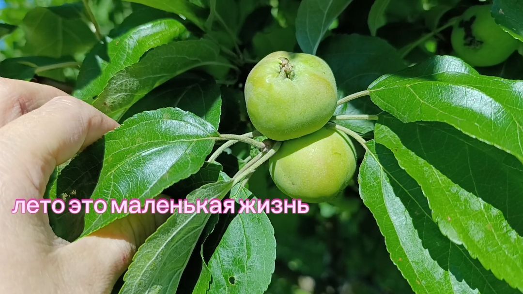 7 утра, кофе, куры, голубь, клубника, будущий урожай... и на работу смотреть онлайн