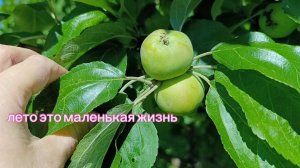 7 утра, кофе, куры, голубь, клубника, будущий урожай... и на работу