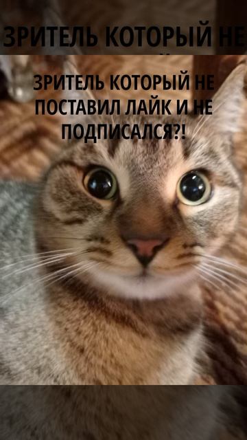 Слишком много Барсиков...😨😨😨