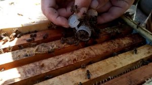 Подсадка неплодных маток 🐝