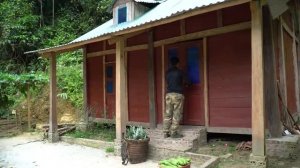Садоводство и уход за животными в горах - сезон обильного сбора ананасов