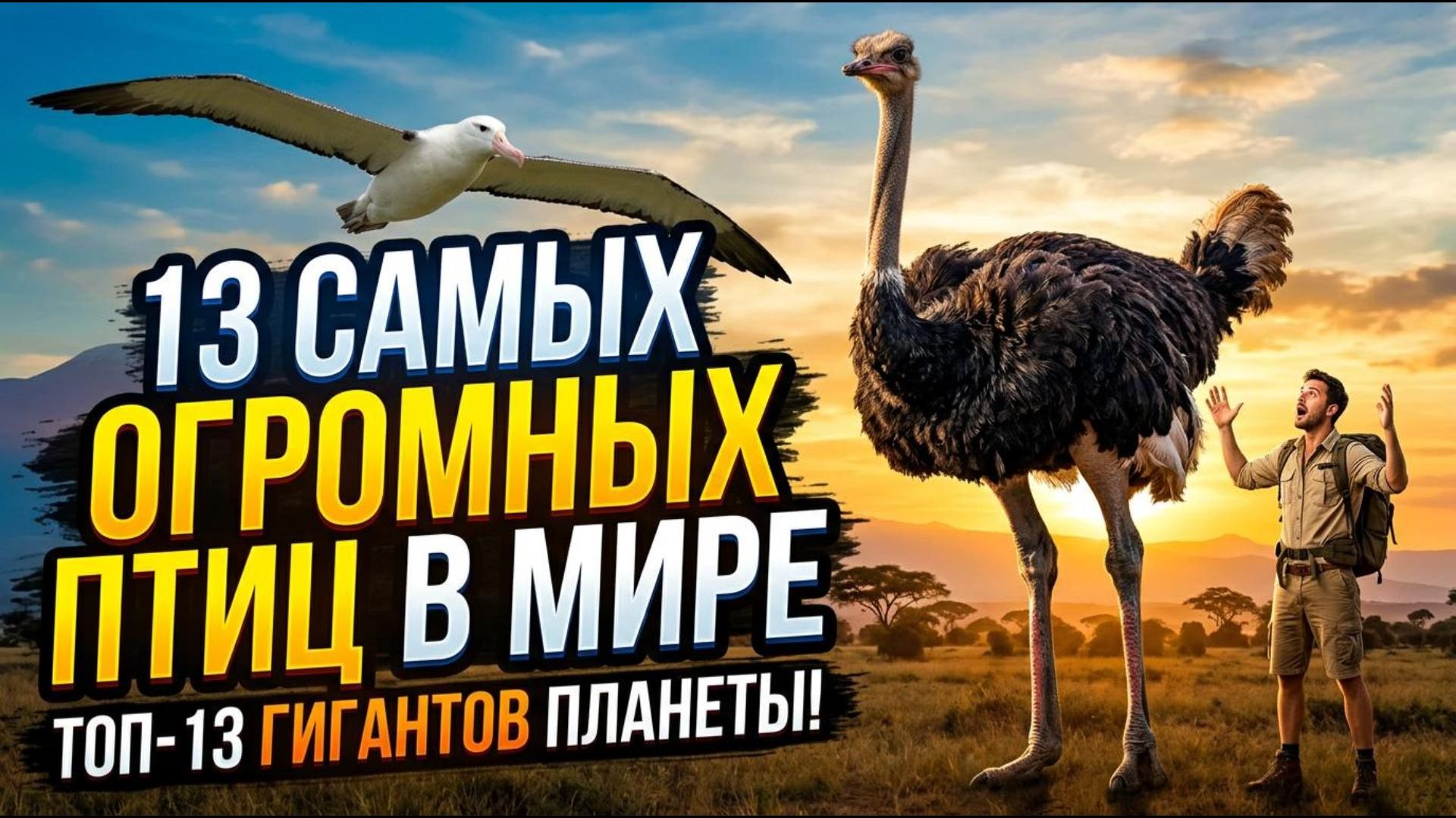 13 самых огромных птиц в мире!