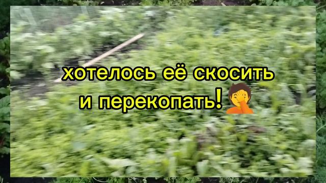 Ким вернулся.Я под круглосуточным наблюдением и охраной.Откапываю грядки из травы.23-06-2026
