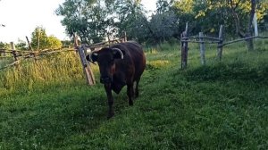 23-06-2026 картошка зацветает, кошка просится к Куклачёву, небывалый урожай яблок