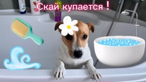 Купаем Скай в ванной Скай понравилось 🥰